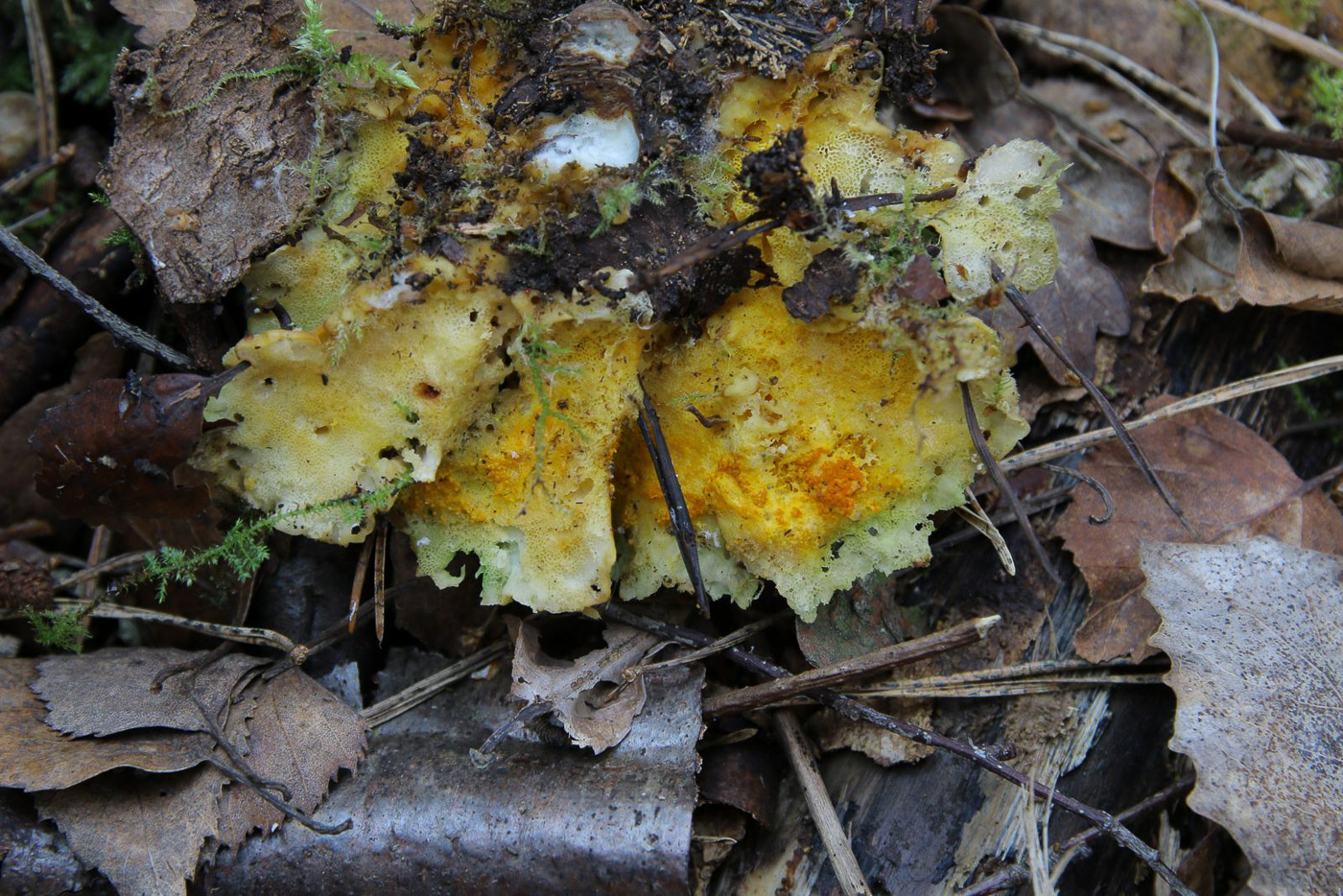 Photo by Claudi Soler Hypomyces aurantius by Claudi Soler